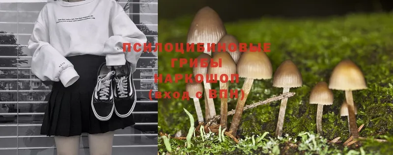 Галлюциногенные грибы MAGIC MUSHROOMS  наркотики  Катав-Ивановск 